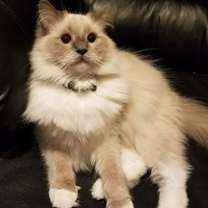 Meet your Posher, Samantha